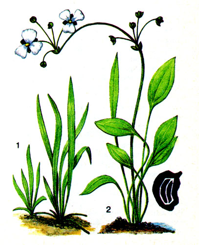 Рис. 49 Эхинодорус нежненький: 1 - водная форма; 2 - карликовый