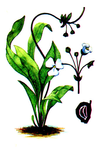 Рис. 51 Эхинодорус южноамериканский