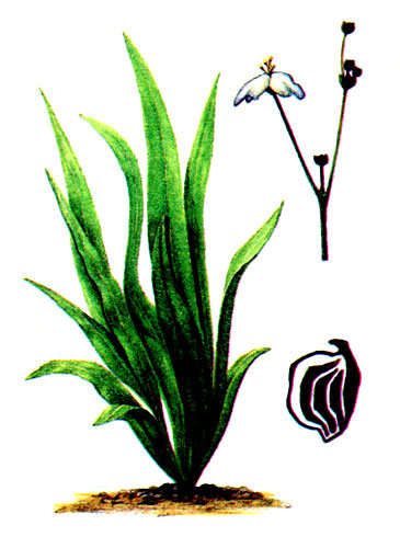 Рис. 52 Эхинодорус широколистный