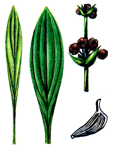 Рис. 73 Эхинодорус длиннолепестковый 