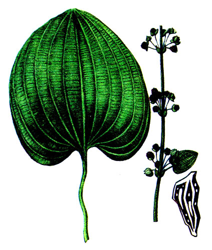 Рис. 76 Эхинодорус крупноцветковый 