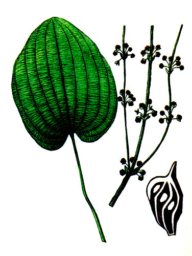 Рис. 78 Эхинодорус прутьевидный