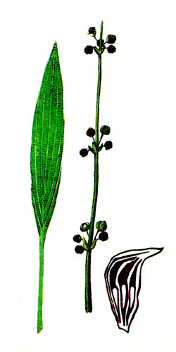 Рис. 89 Эхинодорус цилиндрический