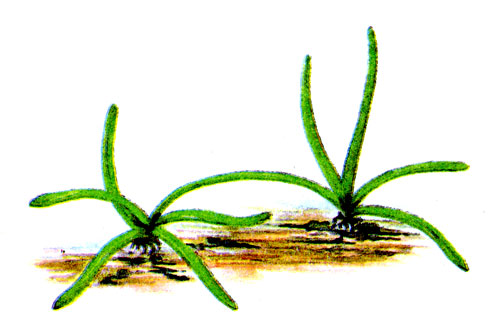 Рис. 240 Прибрежник одноцветковый