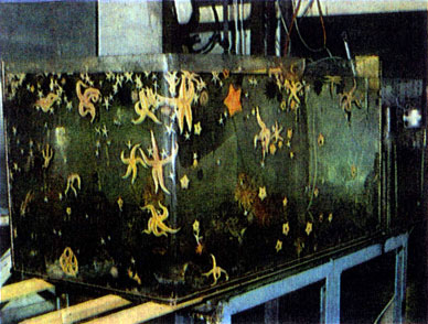 Типы аквариумов: 1 - экспериментальный аквариум с морскими звездами