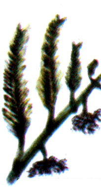 Каулерпа хвощовая (C.verticillata)