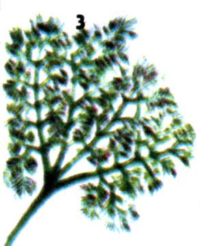 Каулерпа кустистая (C.paspaloides)