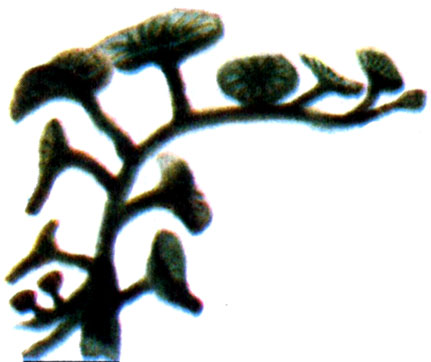 Каулерпа денежная, или дисковая (C.nummularia)