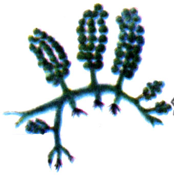 Каулерпа пузырчатая (C.racemosa)