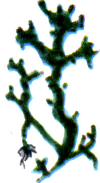 Каулерпа причудливая (C.serrulata f.lata)