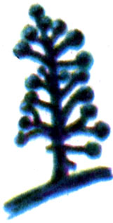 Каулерпа грибковая (Cpeltata sp.)