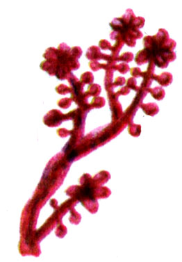 Ботриокладия (Botryocladia uvaria)