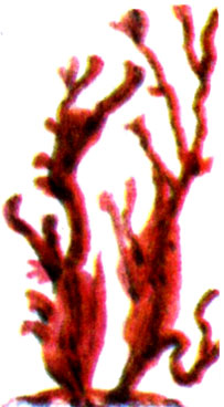 Каллофиллис (Callophyllis rubrum)