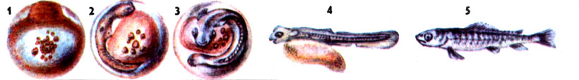 Развитие рыб: 1 — икра на стадии зародышевого диска; 2 — стадия глазка; 3 — эмбрион перед выклевом; 4 — личинка с желточным мешком; 5 — малек. 
