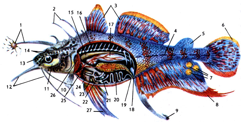 Строение рыб: 1— иллиций с эской; 2 — одиночные колючки; 3 — спинной плавник; 4 — боковая линия; 5 — жировой плавник; 6 — хвост; 7 — икряные пятна-релизеры; 5 —анальный плавник; 9—андроподий; 10 — грудной плавник; 11 — фотофор; 12 —хоботок и усы; 13 — ноздря; 14 — сейсмосенсорные канальцы и генипоры; 15 — почка: 16 — позвоночник; 17 — плавательный пузырь; 18 — мочевой пузырь и урогенитальный проток; 19 — анальное отверстие; 20 — гонады; 21 —поджелудочная железа; 22 — желудок с кишечником; 23 — желчный пузырь; 24 — печень; 25 — сердце; 26 — жабры; 27 — брюшной плавник 