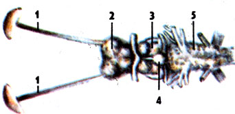 Головной мозг рыб: 1 — обонятельные капсулы и каналы; 2 — передний мозг; 3 — средний мозг; 4 — гипофиз; 5 — продолговатый мозг 