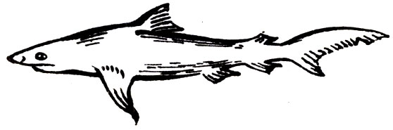 Семейство Серые, или Пилозубые, акулы (Carcharhinidae)