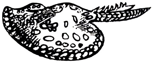 Семейство Речные хвостоколы (Potamotrygonidae)