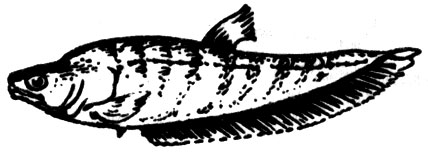 Семейство Нотоптеровые, или Рыбы-ножи (Notopteridae)