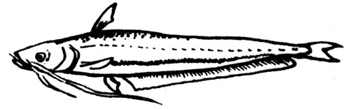 Семейство Настоящие сомы (Siluridae)