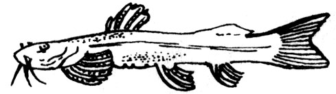 Семейство Амфилиевые, или Сомы-головастики (A mphiliidae)