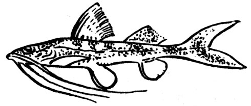 Семейство Пимелодовые, или Антенноусые сомы (Pimelodidae)