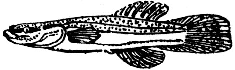 Семейство Слепоглазковые (Amblyopsidae)
