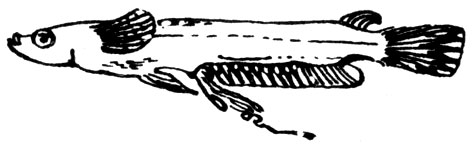Семейство Гораихтовые (Horaichthyidae)