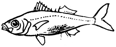 Семейство Эммелихтовые, или Красноглазые окуни (Emmelichthyidae)