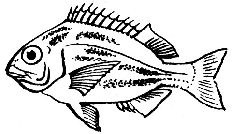 Семейство Спаровые, или Морские караси (Sparidae)