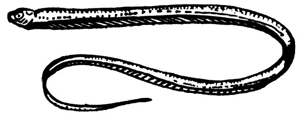 Семейство Диспарихтовые (Disparichthyidae)