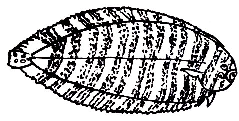 Семейство Солеевые, или Правосторонние морские языки (Soleidae)