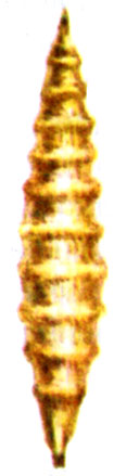 Личинка слепня табануса