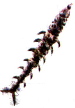 Личинка вилохвостки атерикс