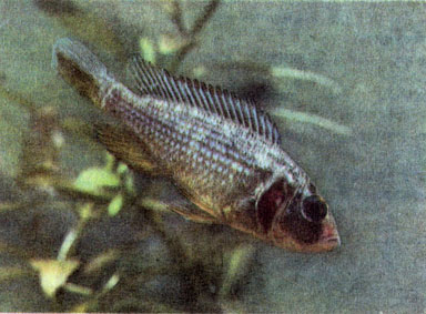 Редукция жаберной крышки у астатореохрома Штрелена (Astatoreochromis, straeleni) 