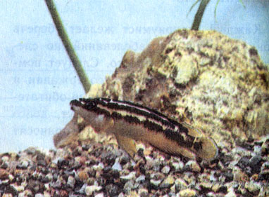 Гипертрофия щитовидной железы у гибридного юлидохрома (Julidochromis ornatus X J. transcriptus) 