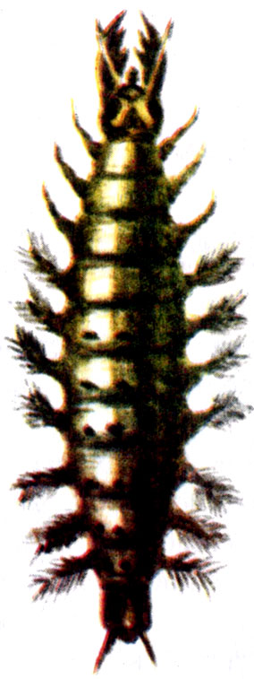 Личинка малого водолюба