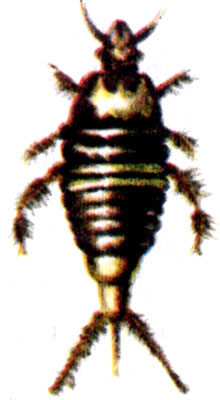 Личинка жука-пузанчика 