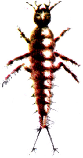 Личинка жука-тинника