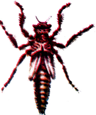 Личинка стрекозы кордулегастер