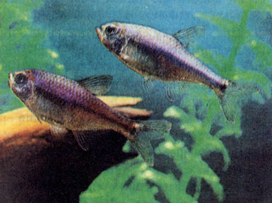 Гибрид медной рыбки (Hasemania nana) и инпаихта Керра (Inpaichthys kerri)
