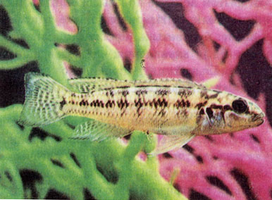 Гибрид юлидохрома Регана (Julidochromis regani) и принцессы Бурунди (Neolamprologus brichardi) 