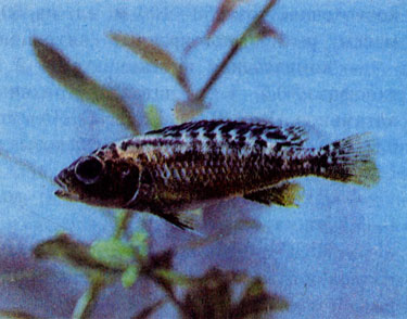 Гибрид золотого меланохрома и стройного псевдотрофеуса (Melanochromis auratus XX Pseudotropheus elongatus) 