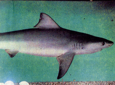 Серая гангская акула (Carcharhinus leucas)