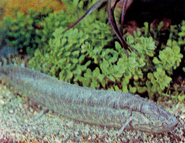 Мраморный протоптер (Protopterus aethiopicus)