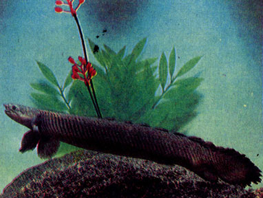 Сенегальский многопёр (Polypterus senegalus)