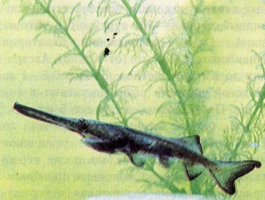 Американский веслонос (Polyodon spathula)