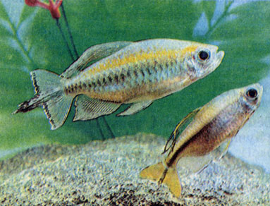 Конго-тетра (Phenacogrammus interruptus) и глянцевая тетра (Hemigrammopetersius caudalis)