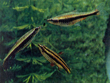 Пецилобрикон (Nannobrycon eques) вместе с самками красного (Nannostomus beckfordi) и карликового (N. marginatus) нанностомов