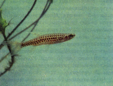 Точечная пиррулина Блехера (Pirrhulina spec bleheri) 